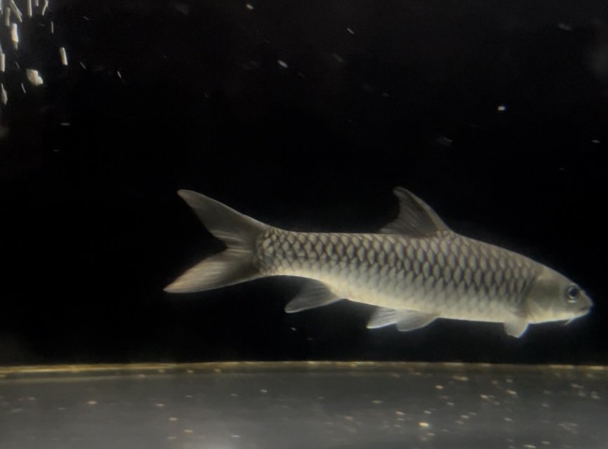 IMG_7234.jpeg IMG_7234.jpeg