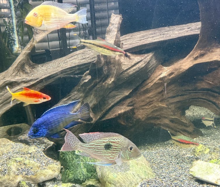 show tank 12-25-25.jpg