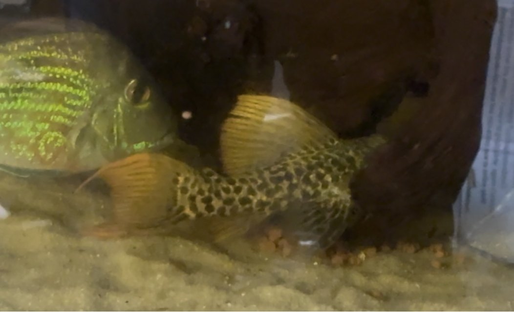 IMG_8891.jpeg IMG_8891.jpeg