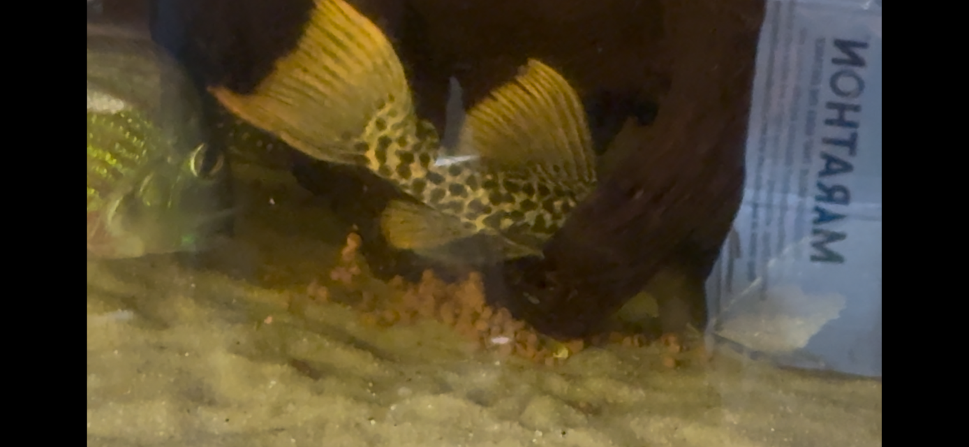 IMG_8890.png IMG_8890.png