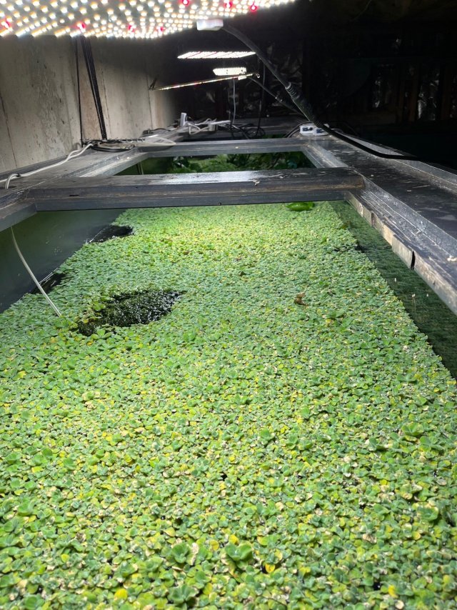 Green top on the Mighty Chicago.jpg