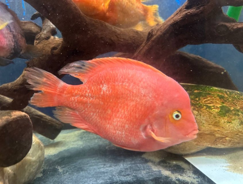 5357095391452663477.jpg 5357095391452663477.jpg