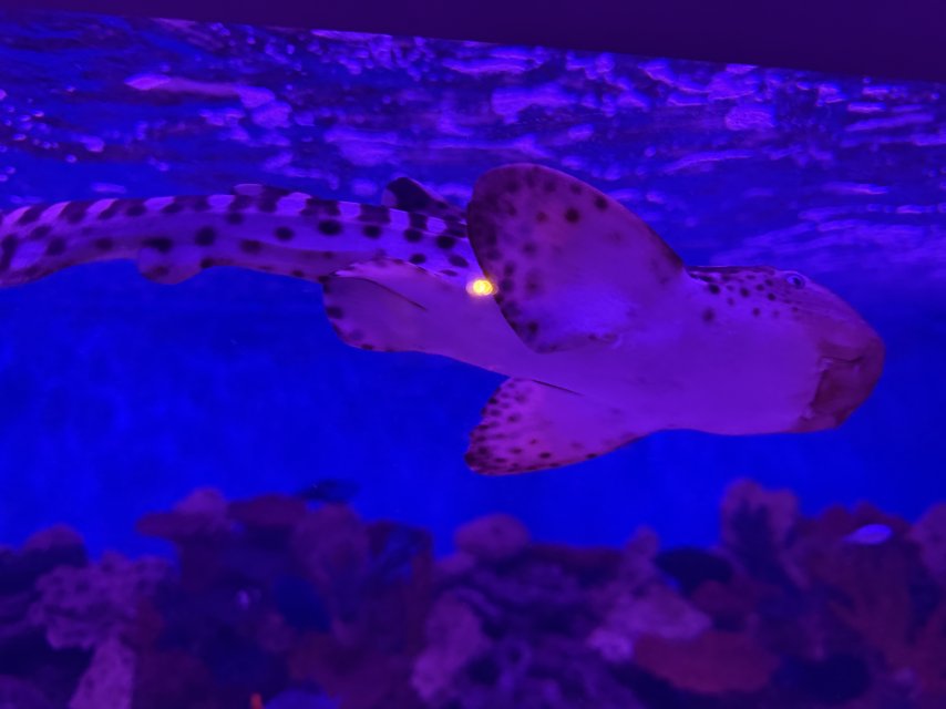 IMG_6811.jpeg IMG_6811.jpeg