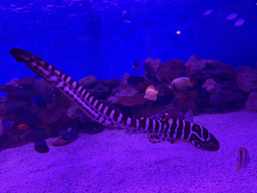 IMG_6813.jpeg IMG_6813.jpeg