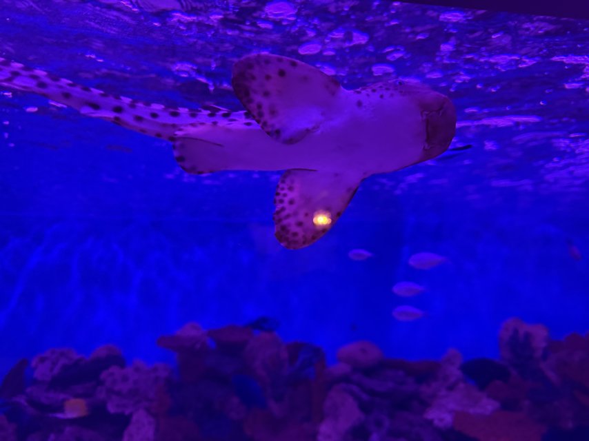 IMG_6815.jpeg IMG_6815.jpeg