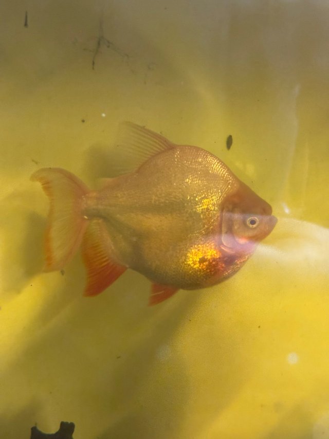 IMG_8936.jpeg IMG_8936.jpeg