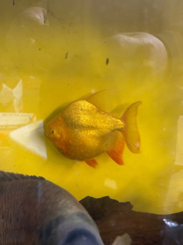 IMG_8931.jpeg IMG_8931.jpeg