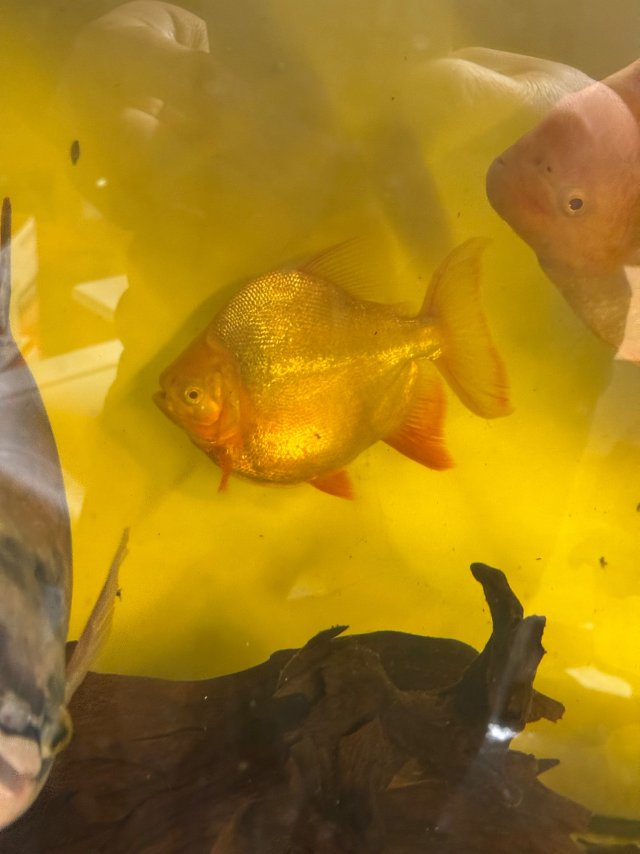 IMG_8932.jpeg IMG_8932.jpeg