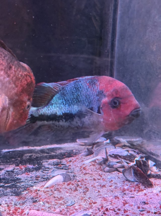 IMG_5101.jpeg IMG_5101.jpeg