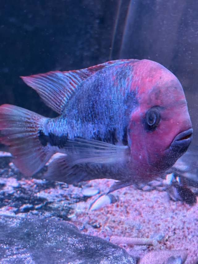 IMG_5099.jpeg IMG_5099.jpeg