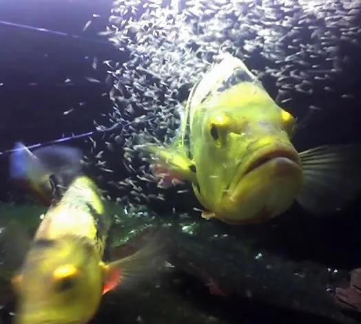 1767531975068.png 1767531975068.png