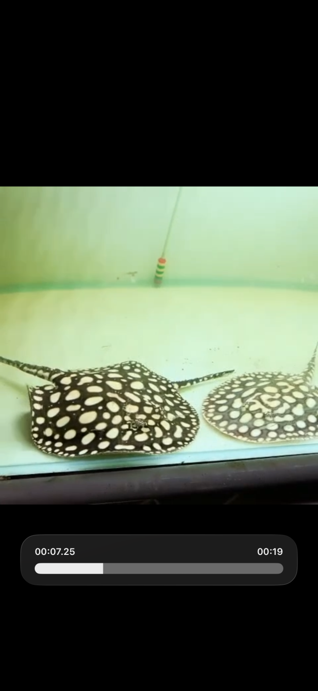 IMG_6035.png IMG_6035.png