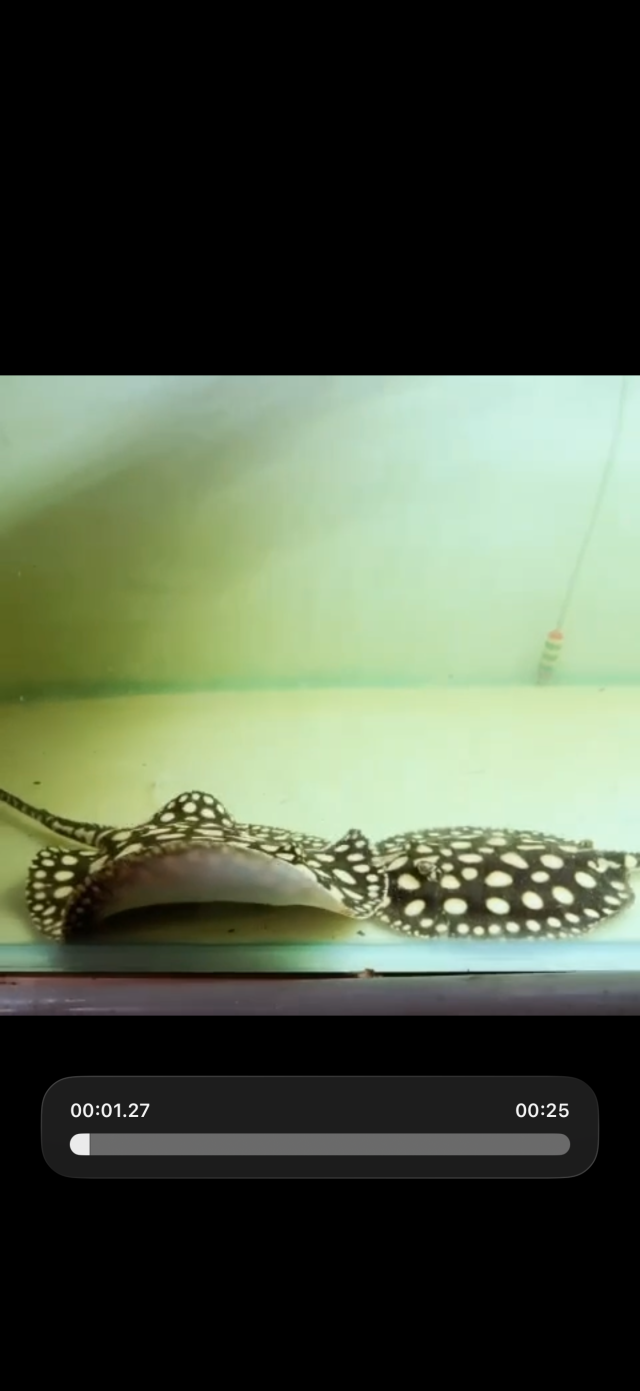 IMG_6036.png IMG_6036.png