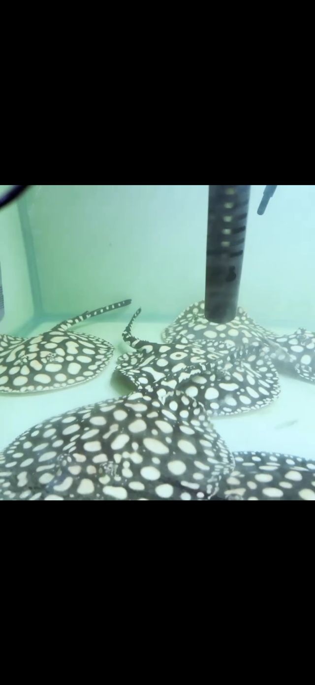 IMG_5708.png IMG_5708.png