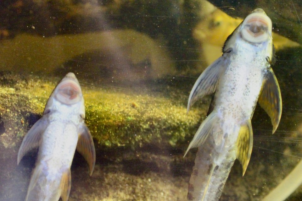 IMG_4944.jpeg IMG_4944.jpeg