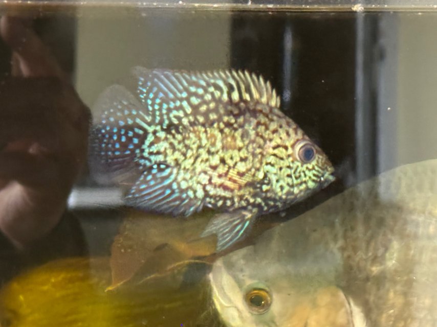 IMG_9015.jpeg IMG_9015.jpeg