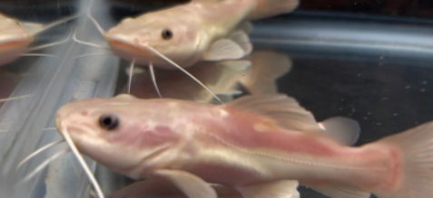 Screenshot 2026-01-08 8.33.54 AM.png