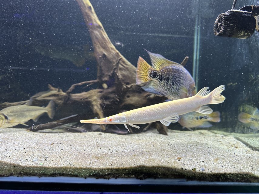 ALBINO JNR 26 1.jpeg