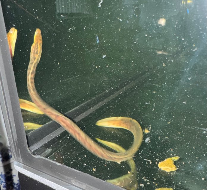 IMG_9074.jpeg IMG_9074.jpeg