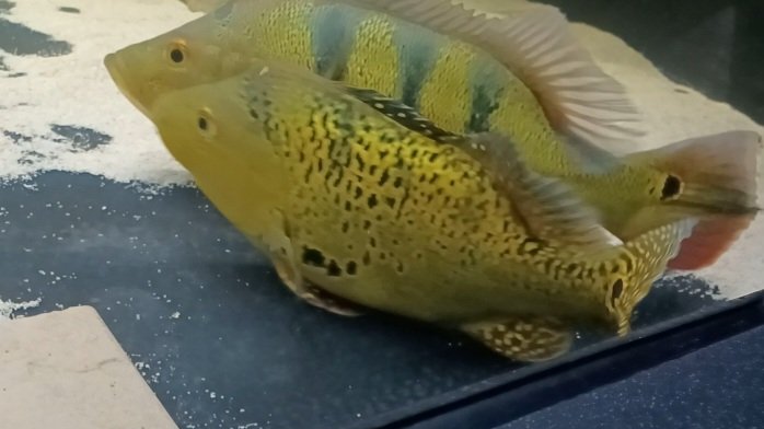 Screenshot_20260115_094519_Editor Lite.jpg