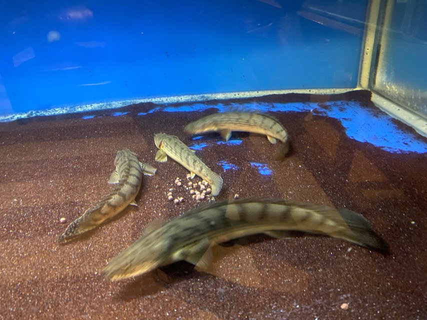 5AA097CE-7943-403D-9773-FCA6CA618292.jpeg 5AA097CE-7943-403D-9773-FCA6CA618292.jpeg