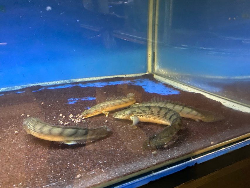 37808616-BCF5-4802-B0E9-888288A8EE09.jpeg 37808616-BCF5-4802-B0E9-888288A8EE09.jpeg