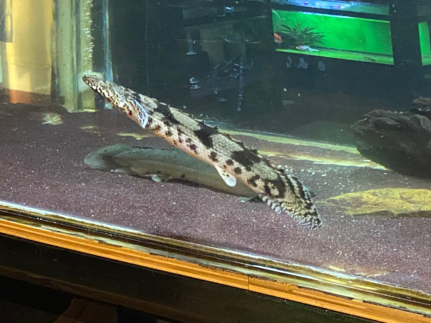 9FBC5200-B5F4-4B94-9A7D-FD24F222DB6B.jpeg 9FBC5200-B5F4-4B94-9A7D-FD24F222DB6B.jpeg