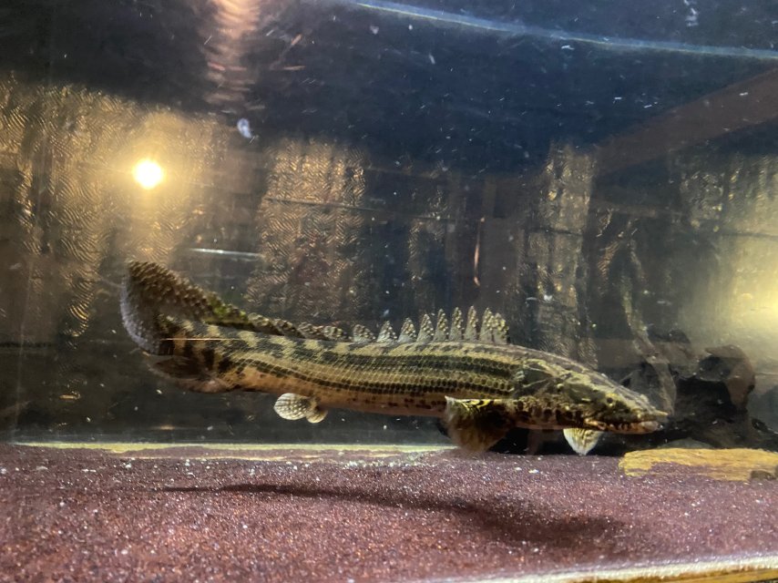 2549D4DB-CC0C-4D4E-8D31-3CE046874AA0.jpeg 2549D4DB-CC0C-4D4E-8D31-3CE046874AA0.jpeg