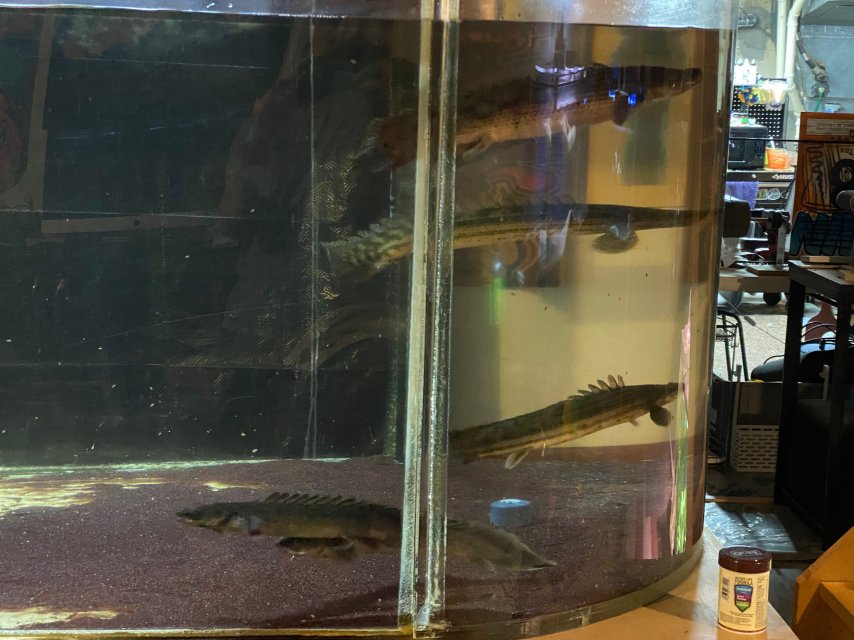 8ED3DEA7-E460-4A25-81FF-6F11BD65E402.jpeg 8ED3DEA7-E460-4A25-81FF-6F11BD65E402.jpeg