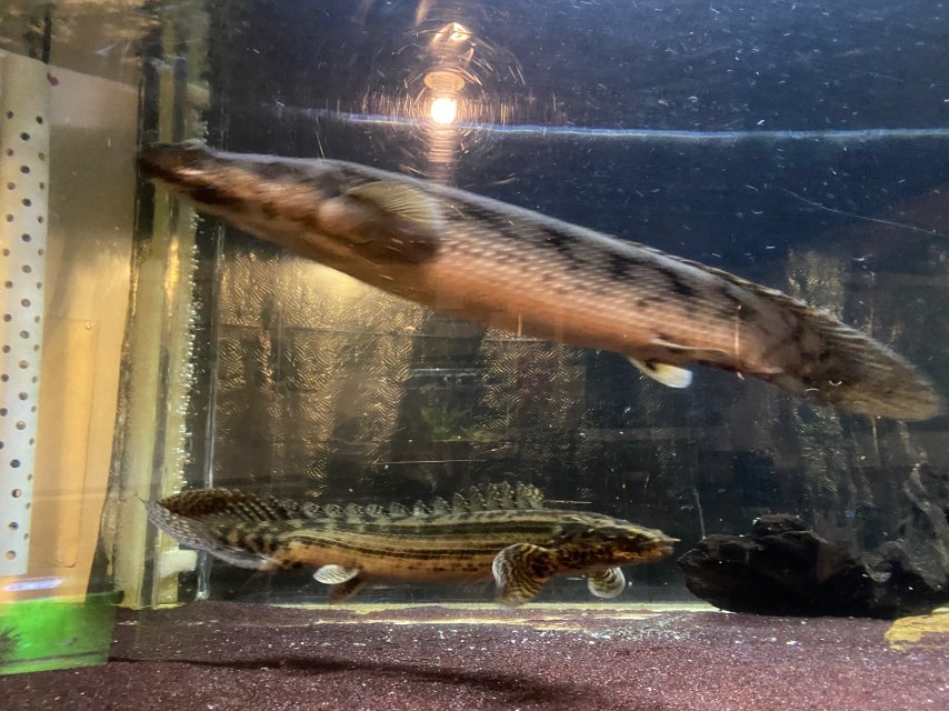 03B949A3-47C4-4704-88AB-26AB00EB15B5.jpeg 03B949A3-47C4-4704-88AB-26AB00EB15B5.jpeg