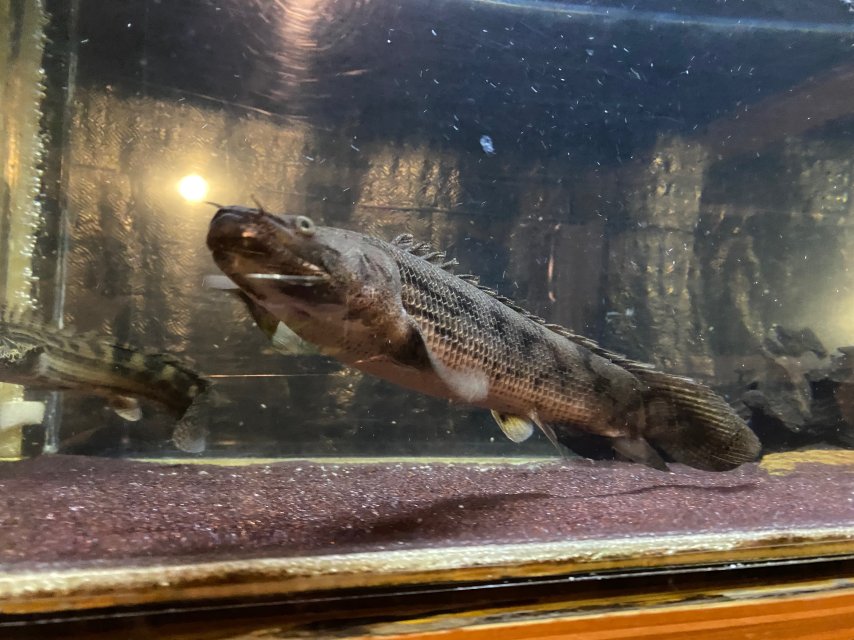 03F43BCE-E1B2-4E2F-8E36-8B4126B2DEC5.jpeg 03F43BCE-E1B2-4E2F-8E36-8B4126B2DEC5.jpeg