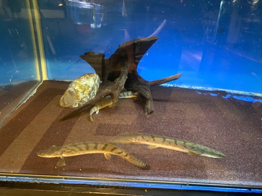 298872EE-786B-47E0-BED6-9424348A9E10.jpeg 298872EE-786B-47E0-BED6-9424348A9E10.jpeg