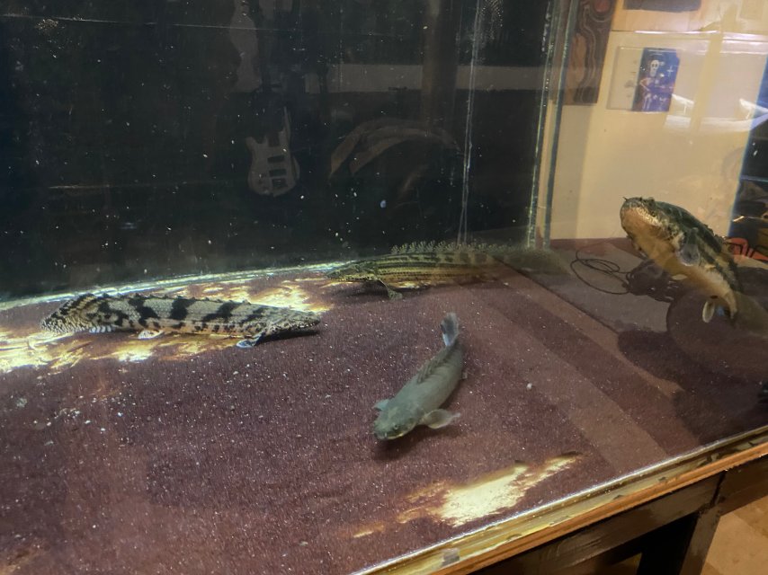 2CF9722E-E97E-4330-9ECF-B667C9232E11.jpeg 2CF9722E-E97E-4330-9ECF-B667C9232E11.jpeg