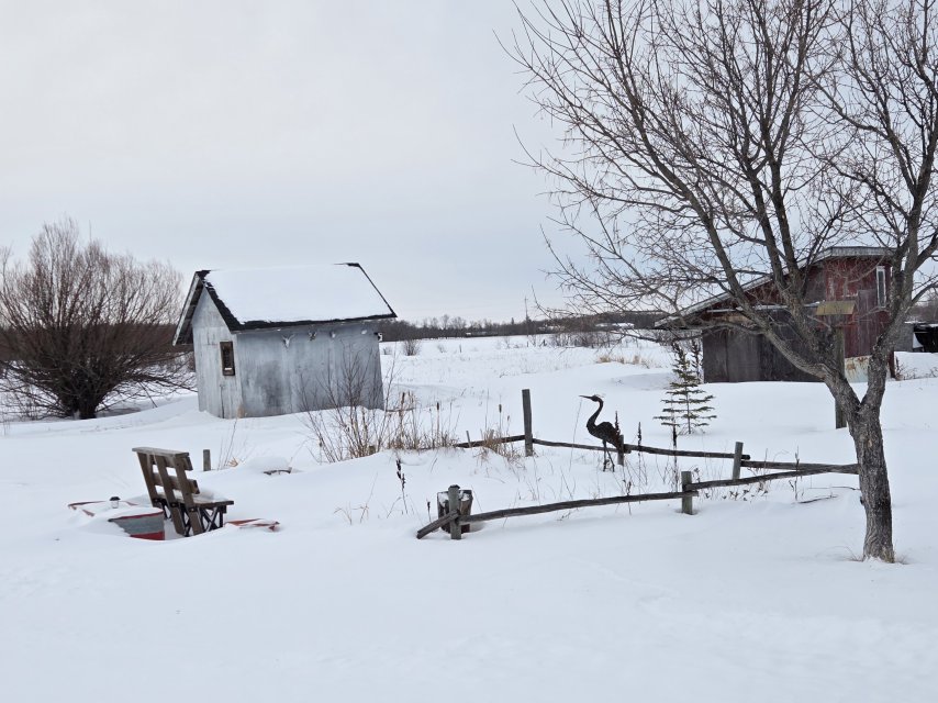 frozen pond 2026.jpg