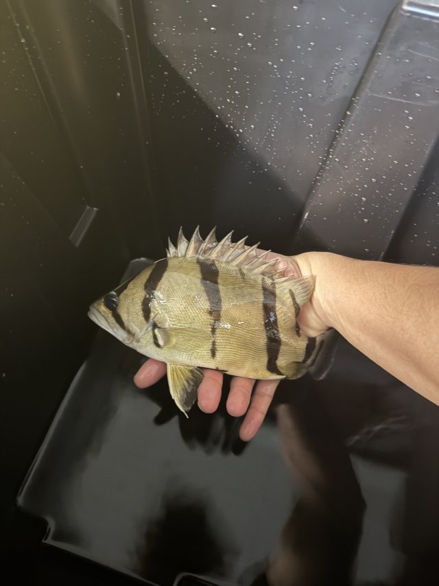 IMG_7856.jpeg IMG_7856.jpeg