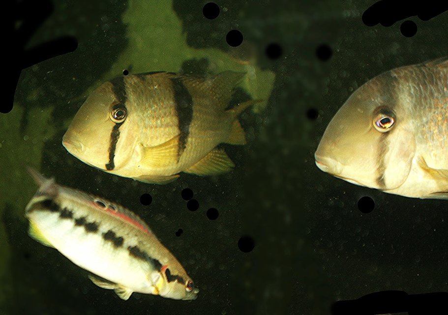 Image.jpeg Image.jpeg