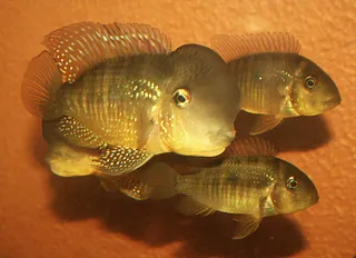 1769007072808.png 1769007072808.png