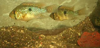 1769007129708.png 1769007129708.png