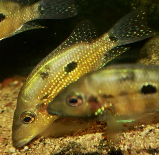 1769009309925.png 1769009309925.png