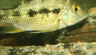 1769009571803.png 1769009571803.png