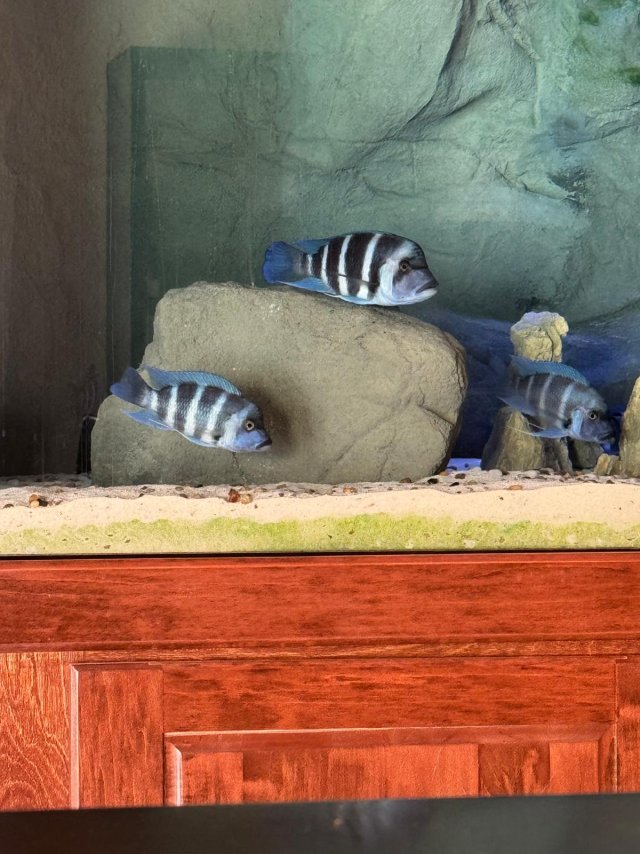 1 Moba 2026-01-25.jpeg