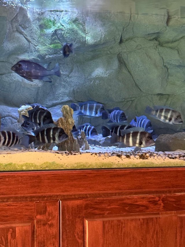 2 Moba 2026-01-25.jpeg