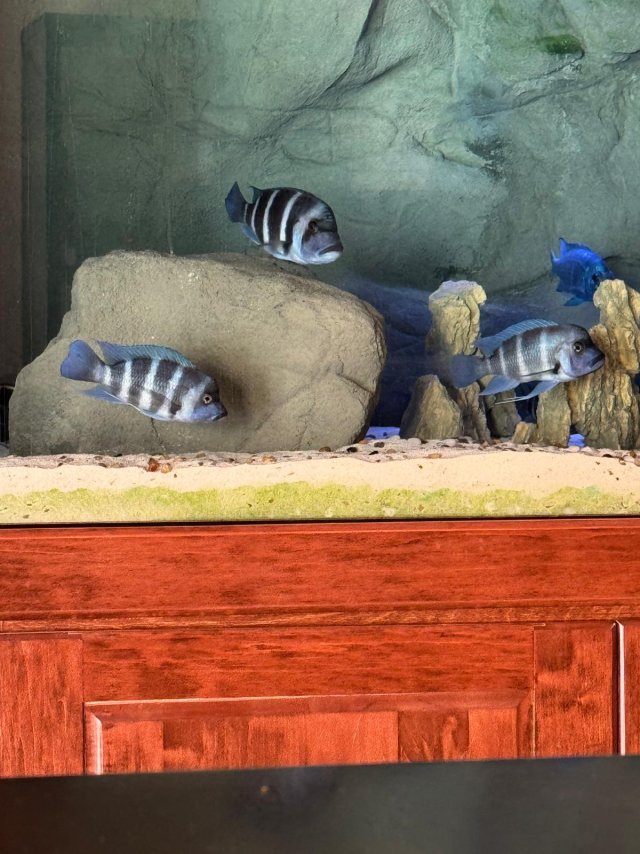 3 Moba 2026-01-25.jpeg