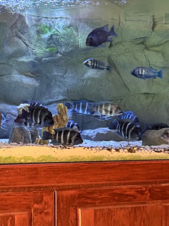 4 Moba 2026-01-25.jpeg