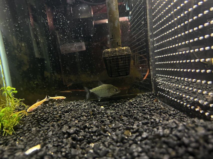 IMG_5743.jpeg IMG_5743.jpeg