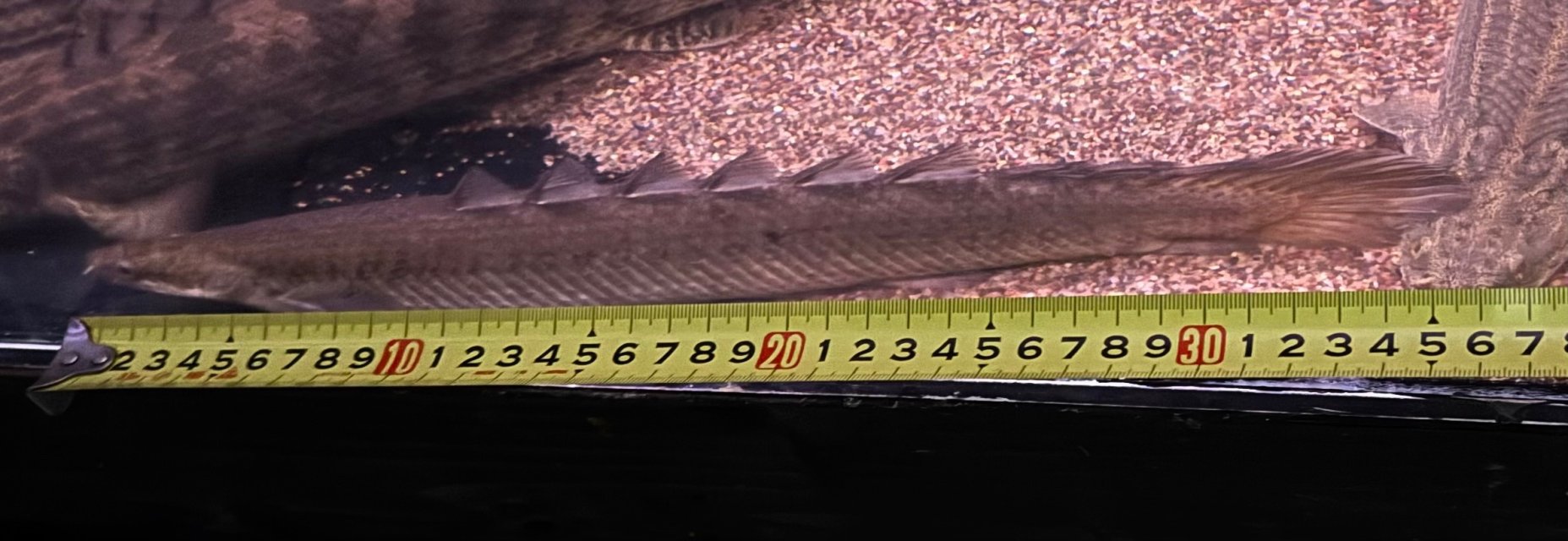 IMG_5188.jpeg IMG_5188.jpeg