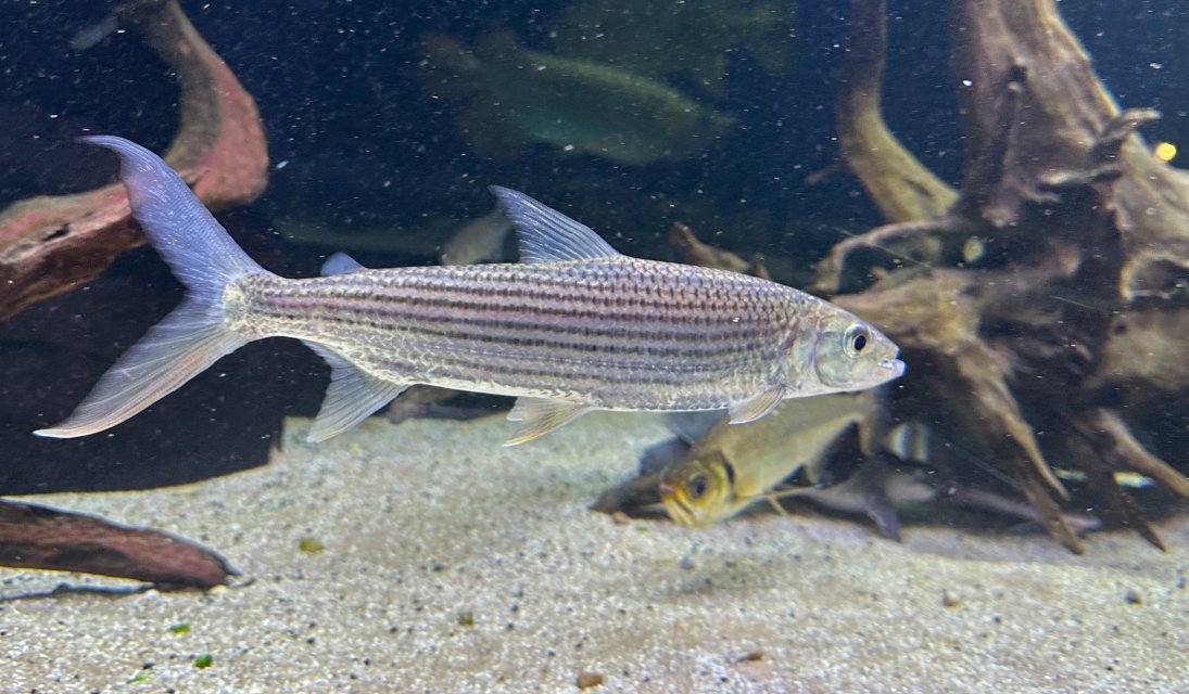 TIGER 2 26.jpeg TIGER 2 26.jpeg