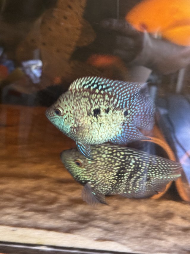 IMG_9373.jpeg IMG_9373.jpeg