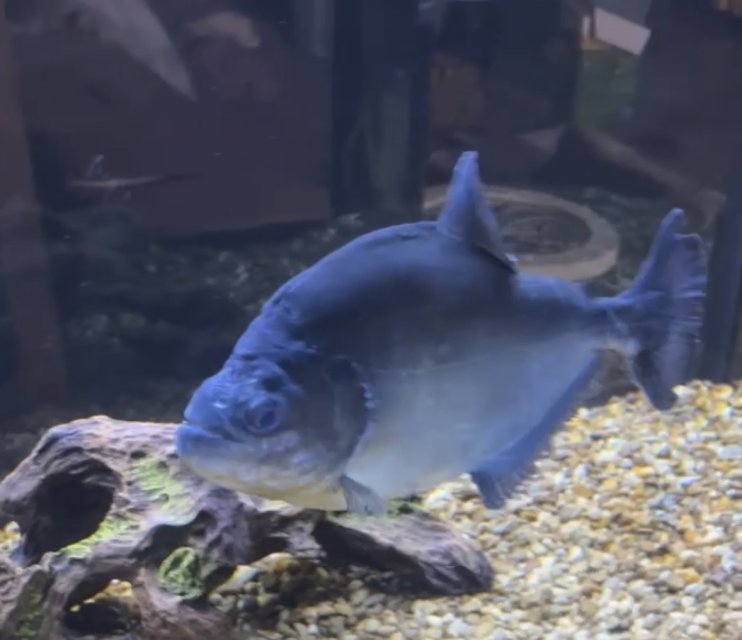 IMG_4168.jpeg IMG_4168.jpeg