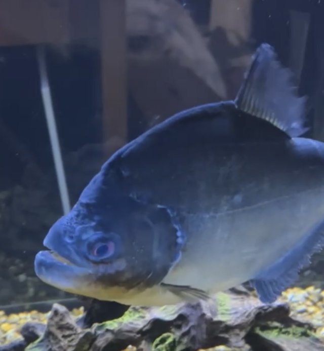 IMG_4166.jpeg IMG_4166.jpeg